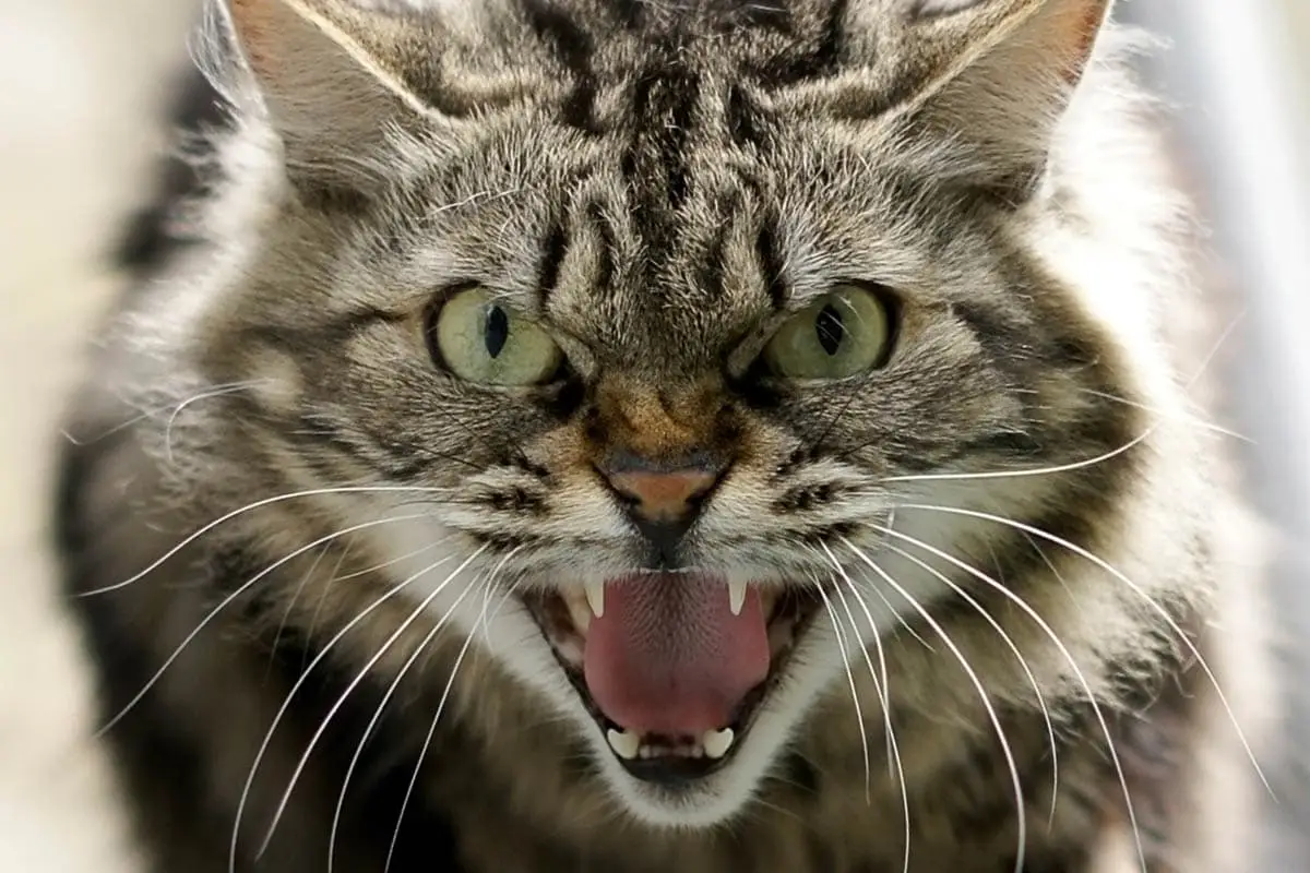 ¿Cómo no les gustan los gatos?