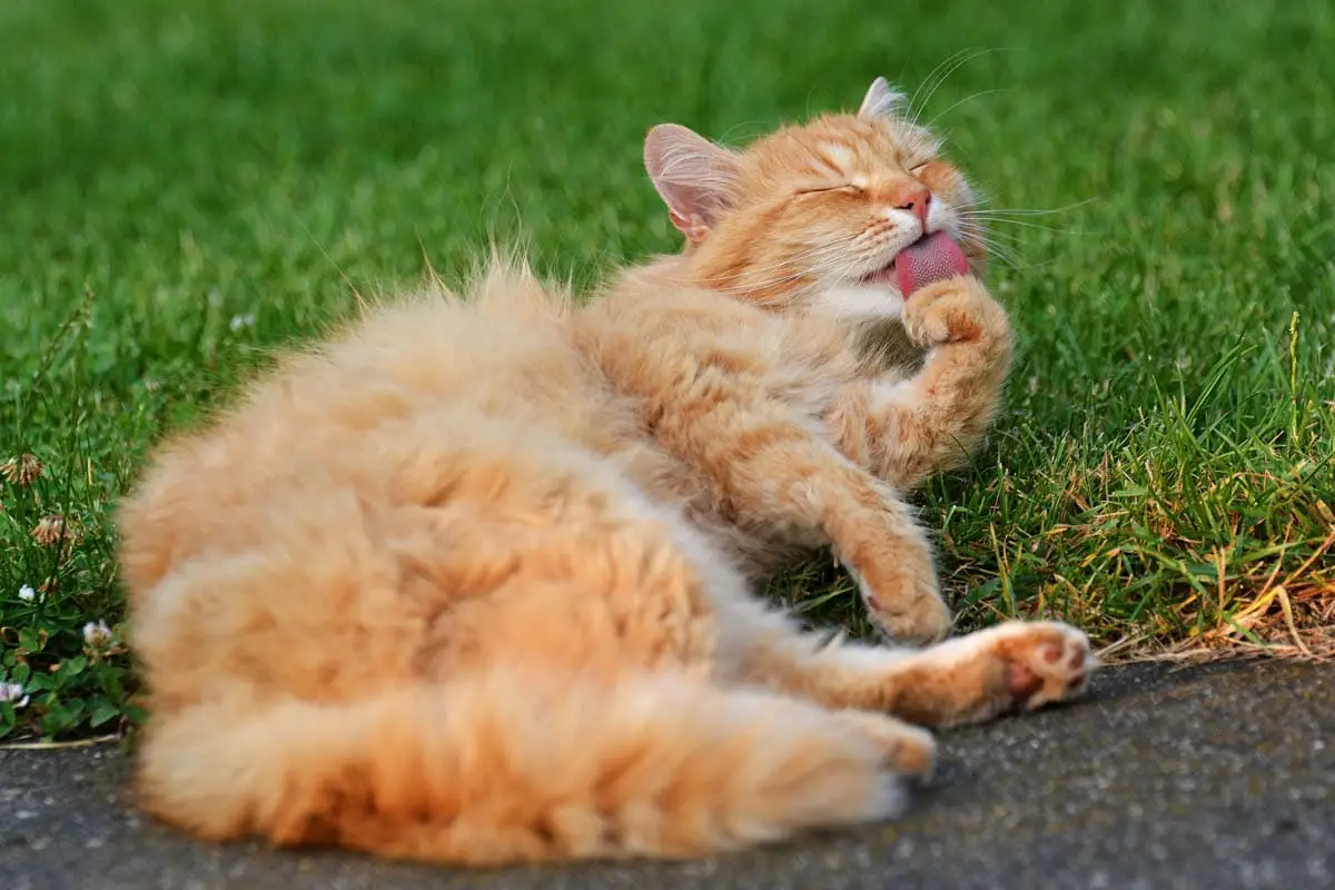 Mantequilla en patas de gatos cuando se mueve a casa