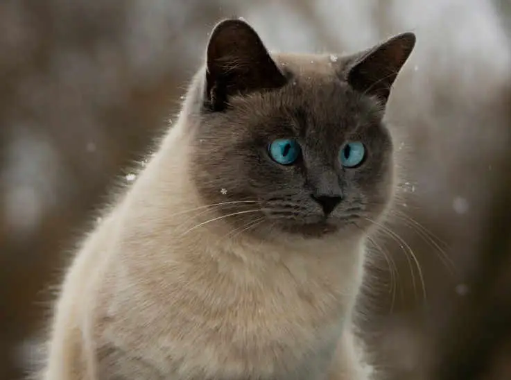 siamese cat outdoors with cross eyes