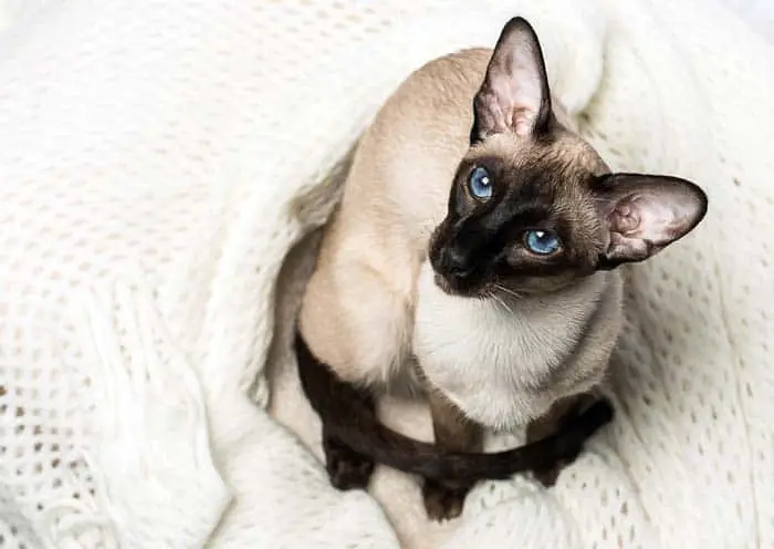 Seal point Siamese