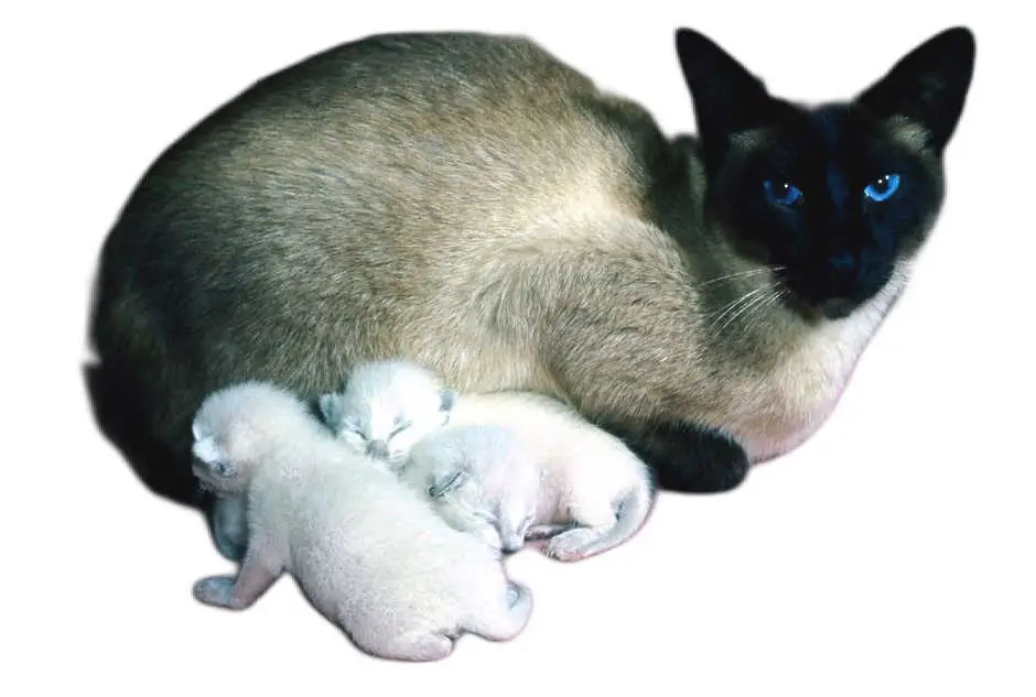 jason the siamese cat