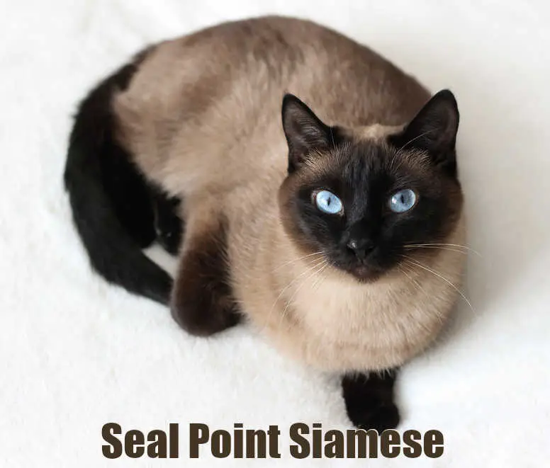 seal point siamese cat