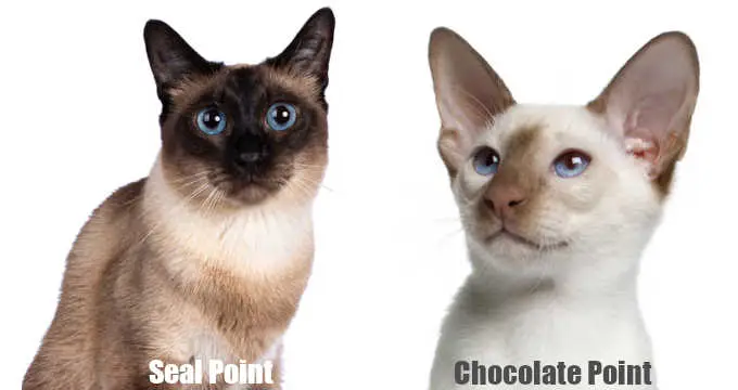 point color variations in cat