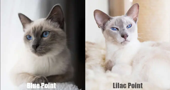point color variations in cats (2/2)