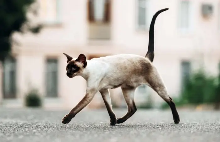 Seal point Siamese cat