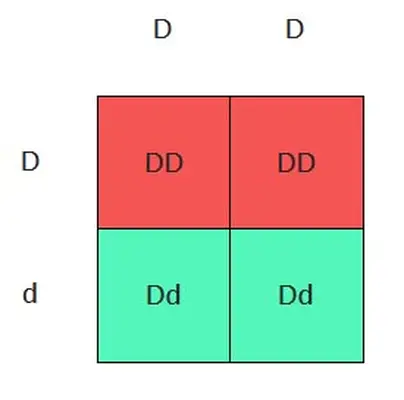Punnett square