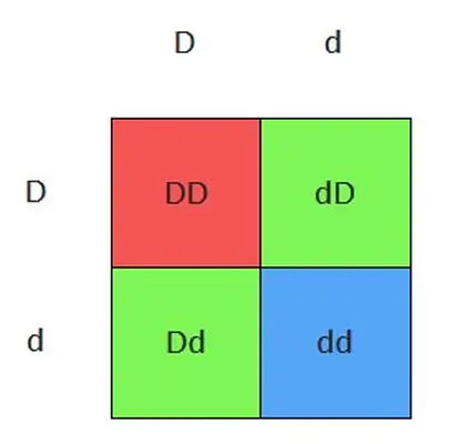 Punnett square