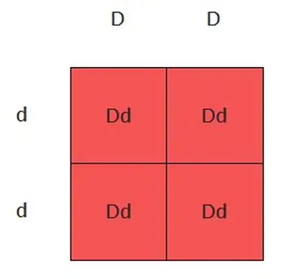 Punnett square