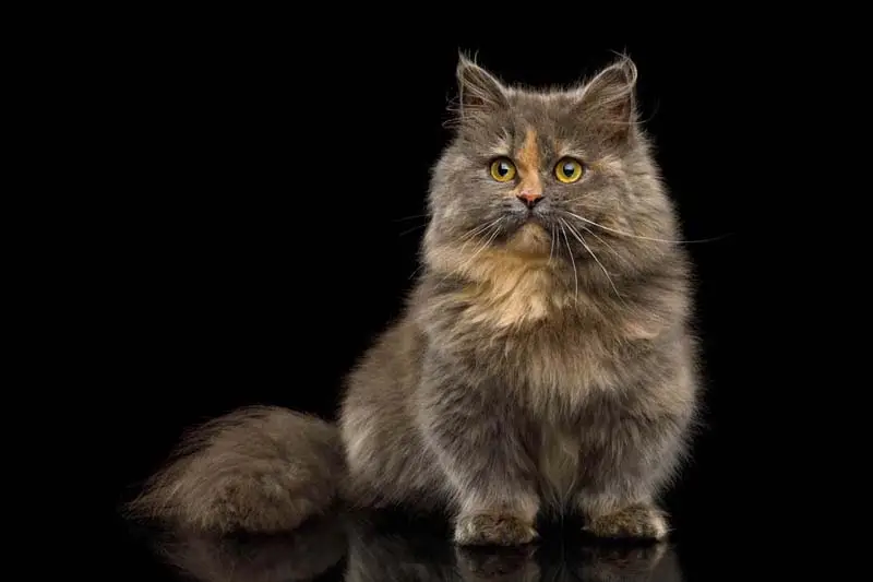 Longhaired tortie Munchkin cat