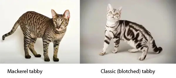 Difference between a mackerel and classic tabby
