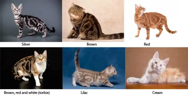 Classic tabby colours