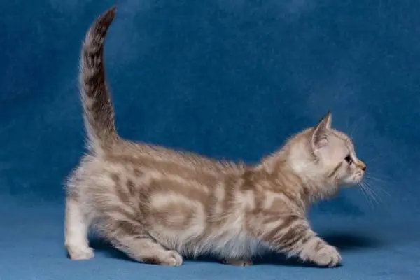 Classic tabby munchkin cat