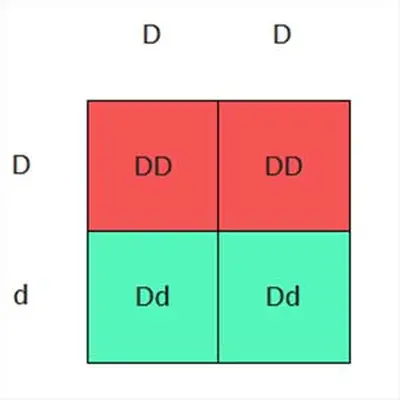 Heterozygous/homozygous dense and dilute