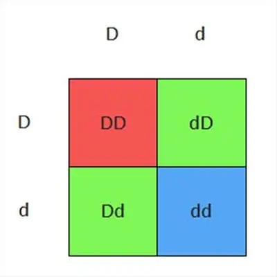 Heterozygous x heterozygous dilute