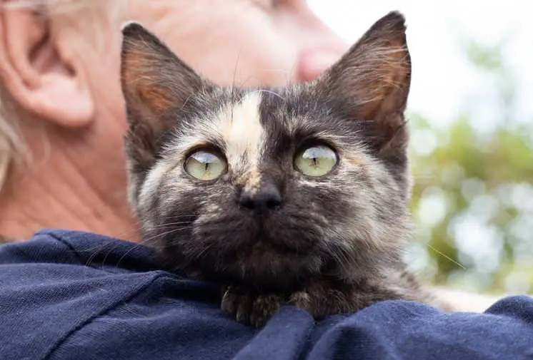 chimera cat on owner