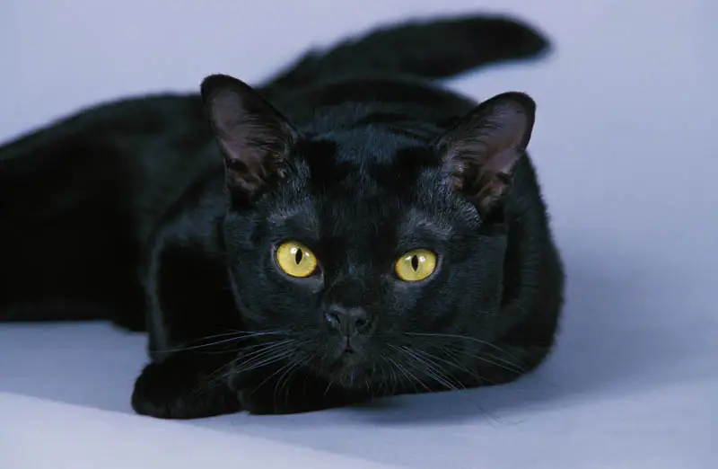 Bombay cat