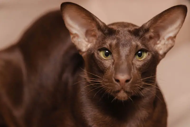 Chocolate cat