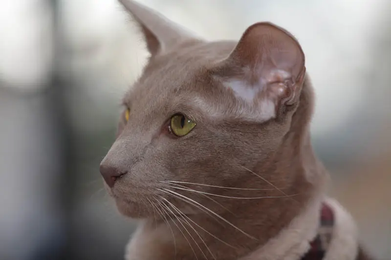 Lilac oriental shorthair