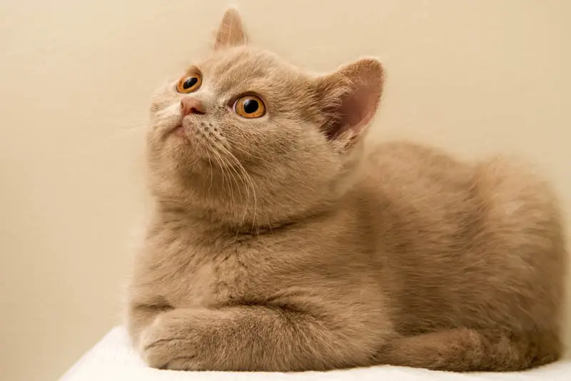 Fawn cat