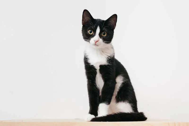 Tuxedo cat