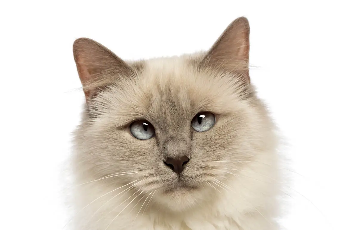 Strabismus in a Birman cat