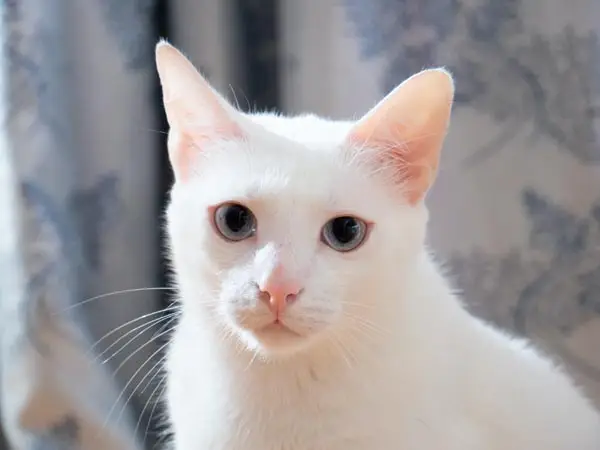 White cat with blue eyes