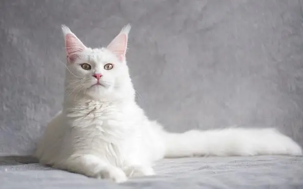 White Maine Coon