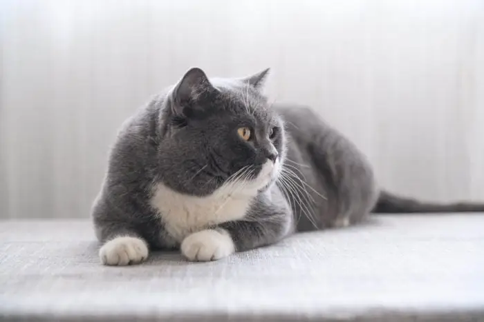 Grey and white cat