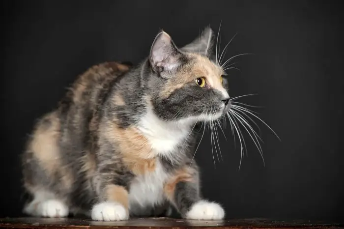 Dilute calico cat