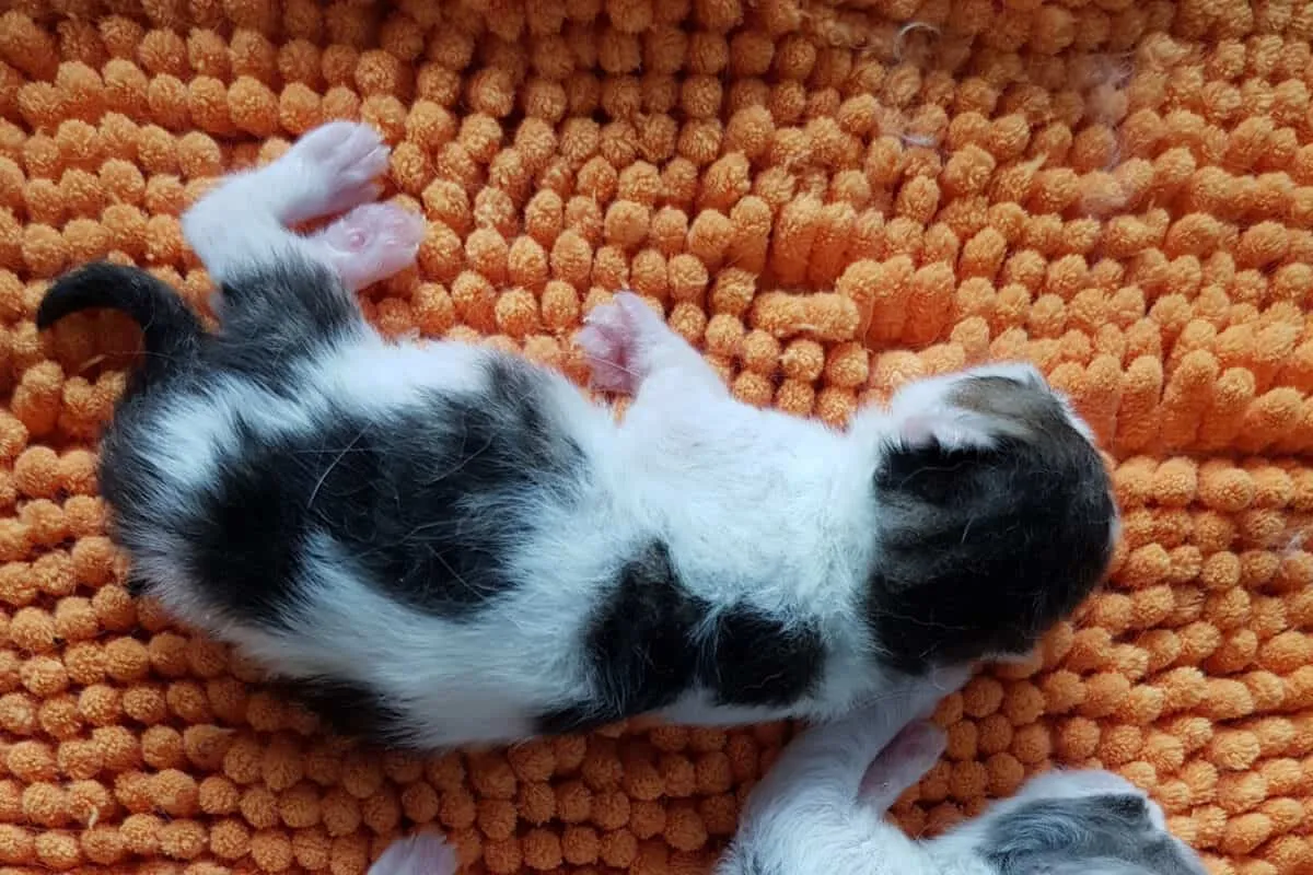 Синдром на избледняващо коте – 11 неща, които трябва да знаете