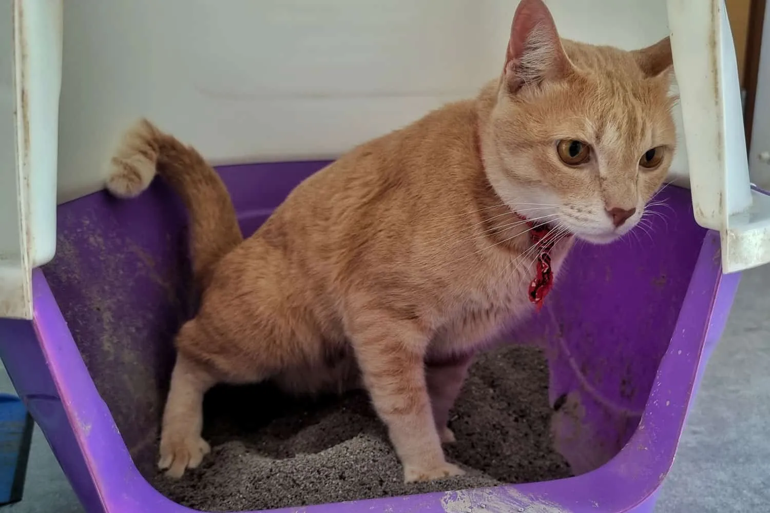 生姜猫が下痢をしていて紫色のトイレを使っている' title=