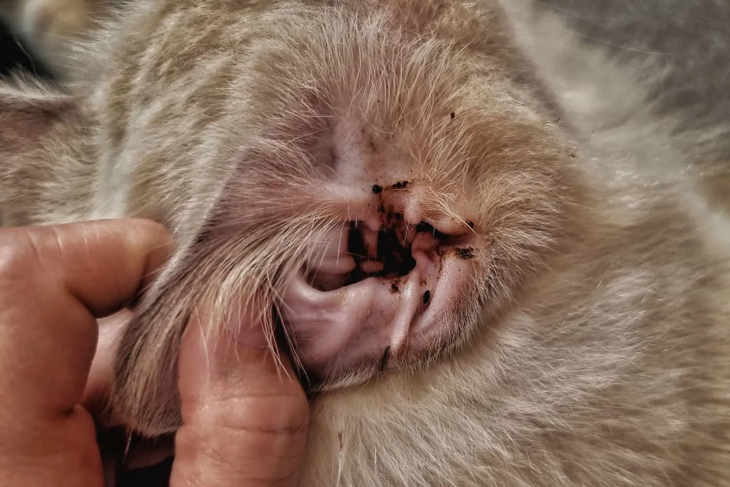 感染性の耳だれが出ている野良猫' title=