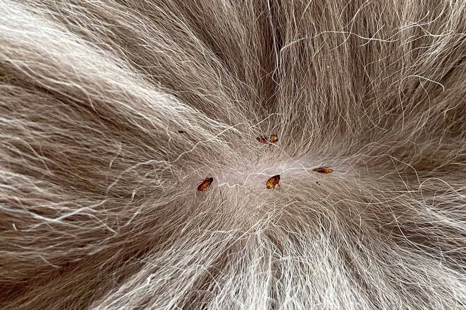猫の皮膚を吸うノミ' title=