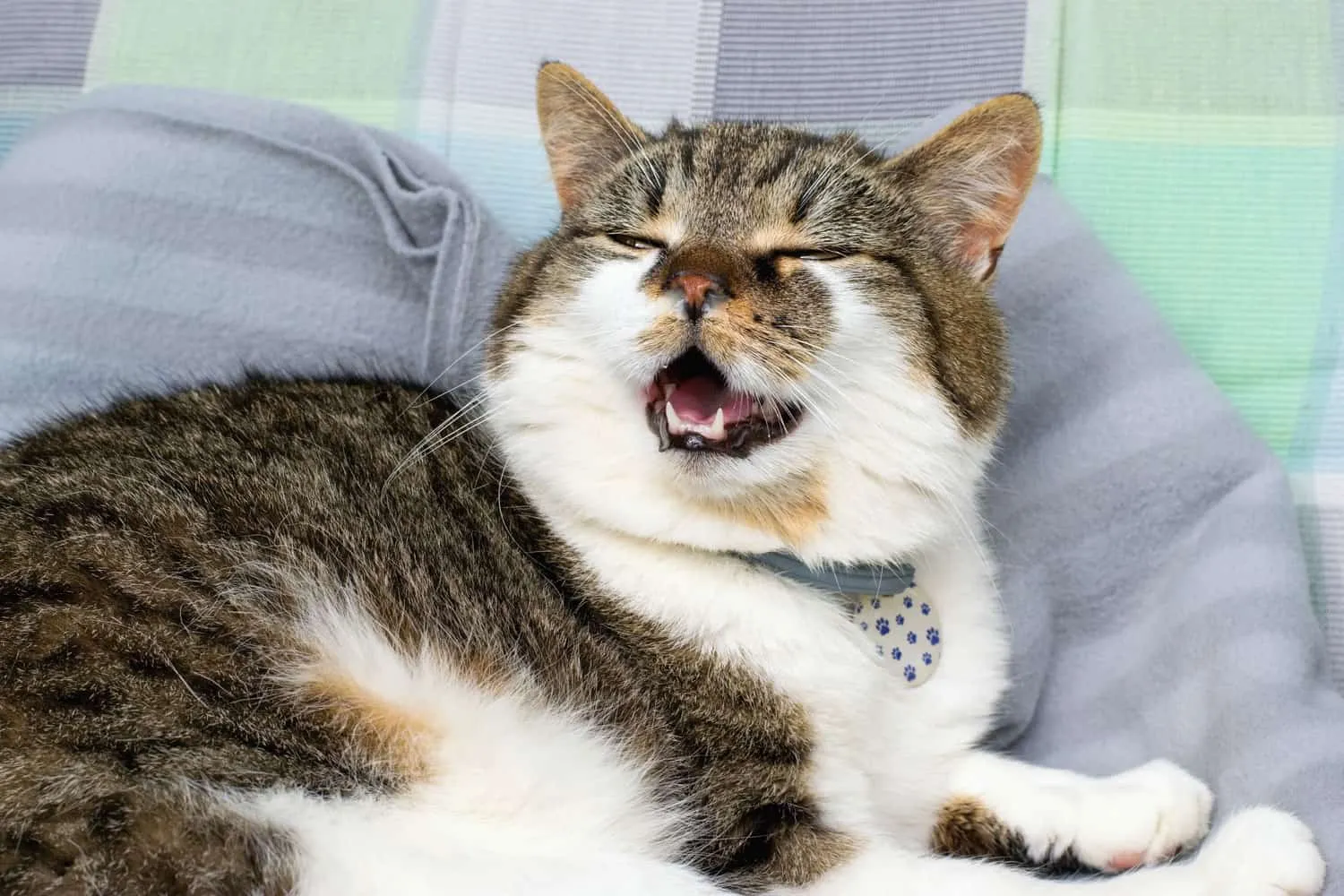 動物保護施設や保護団体から引き取られた猫によく見られる病気を特定する