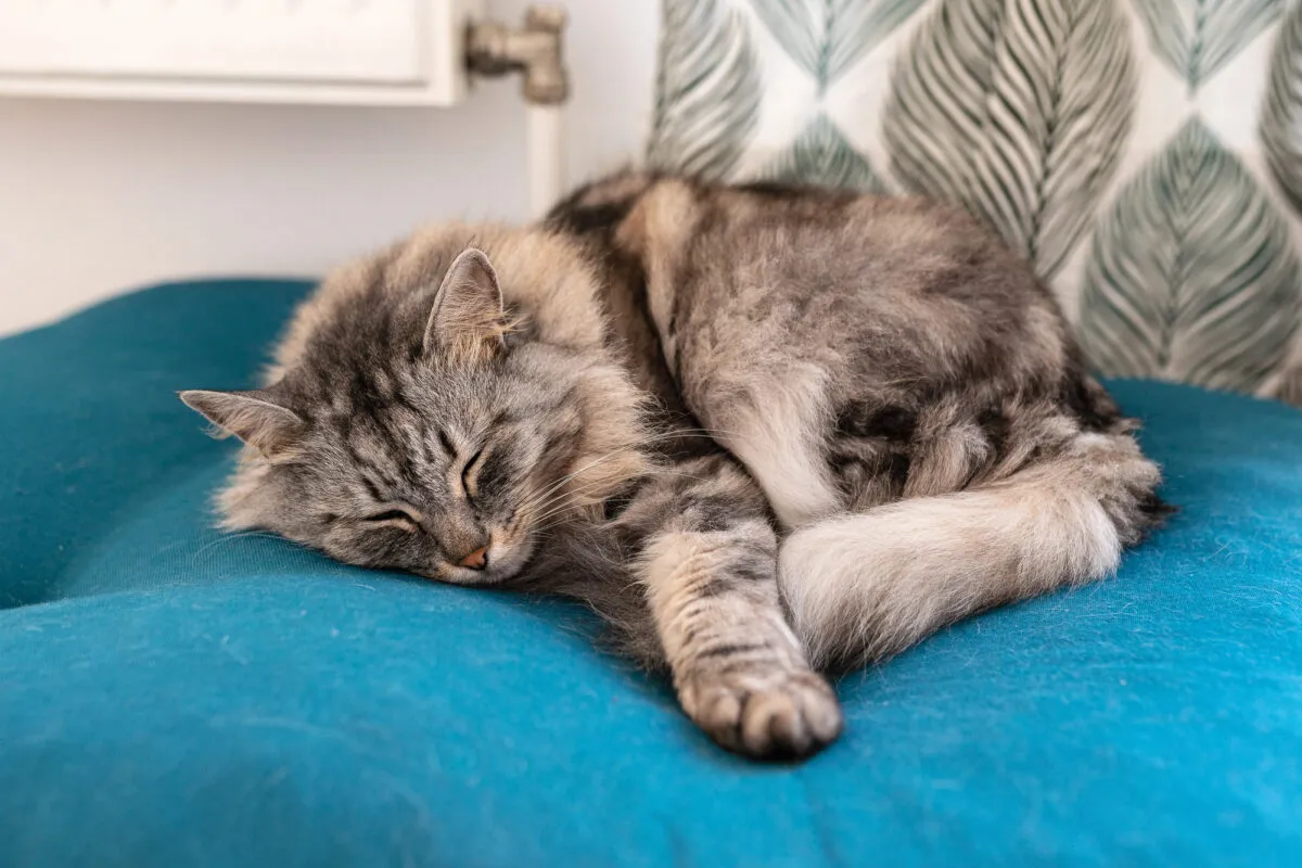 35 sinais de que seu gato está com dor [nunca ignore essas dicas críticas]' title=