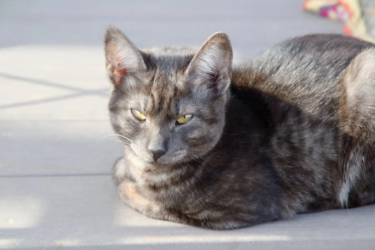 35 sinais de que seu gato está com dor [nunca ignore essas dicas críticas]' title=