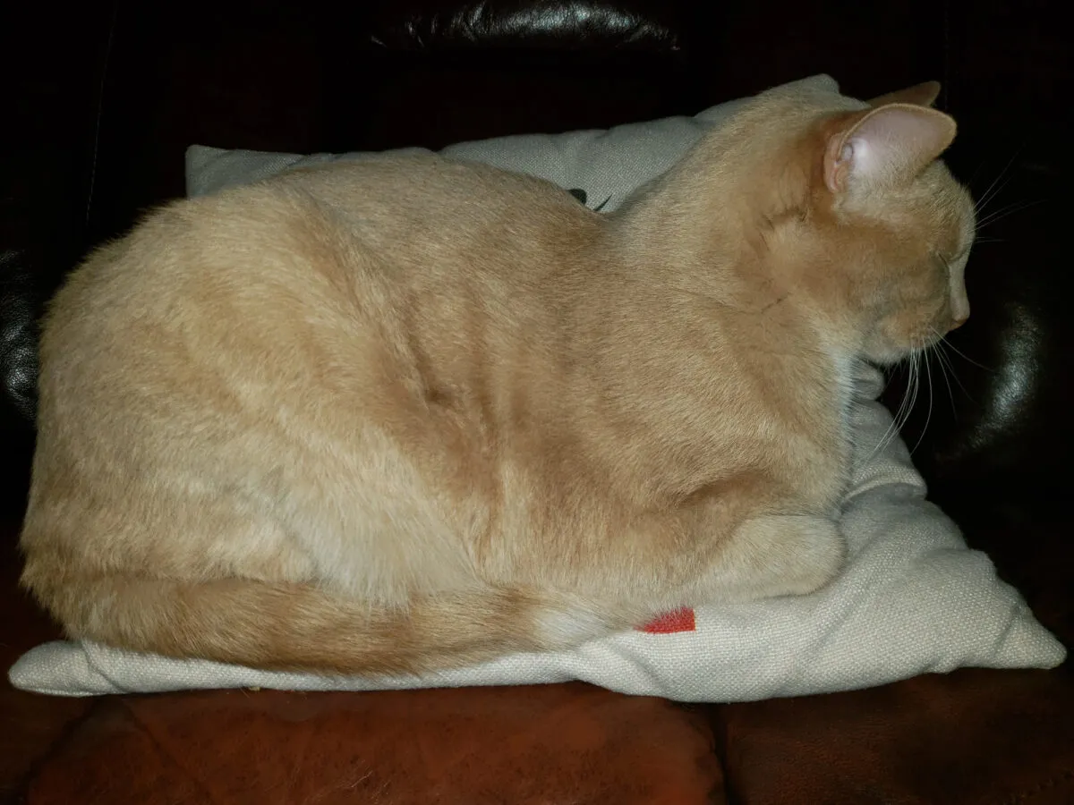 35 sinais de que seu gato está com dor [nunca ignore essas dicas críticas]' title=