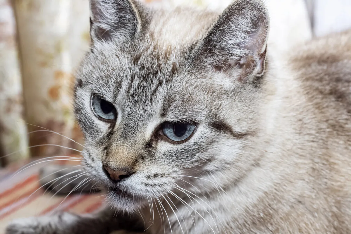 35 sinais de que seu gato está com dor [nunca ignore essas dicas críticas]' title=