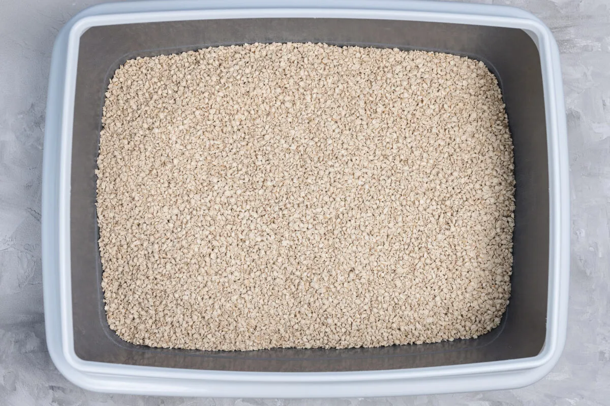 35 sinais de que seu gato está com dor [nunca ignore essas dicas críticas]' title=