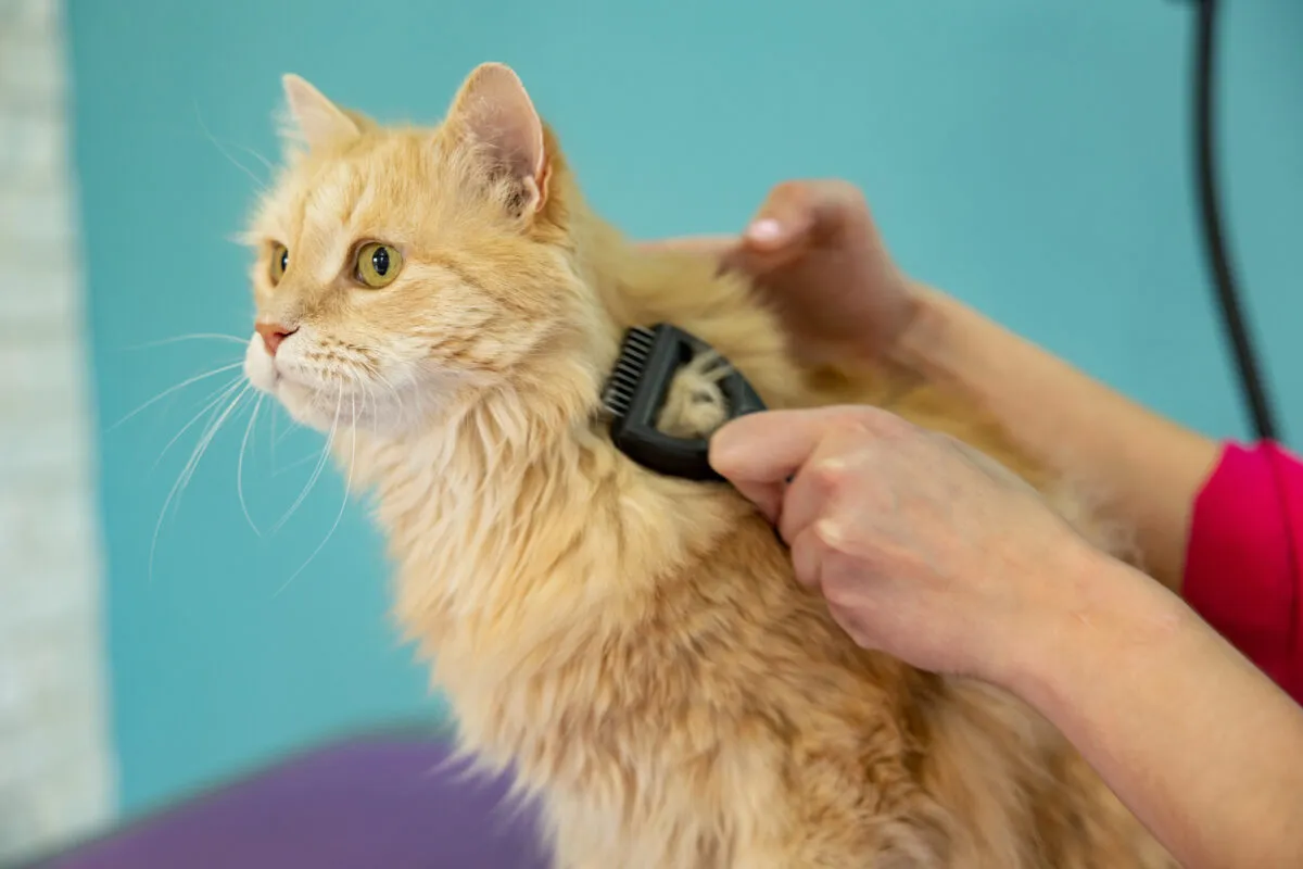 35 sinais de que seu gato está com dor [nunca ignore essas dicas críticas]' title=