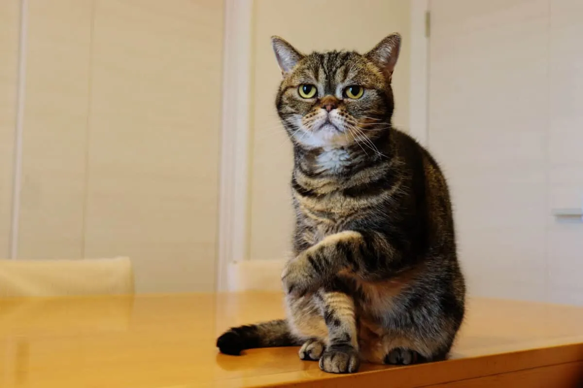 35 sinais de que seu gato está com dor [nunca ignore essas dicas críticas]