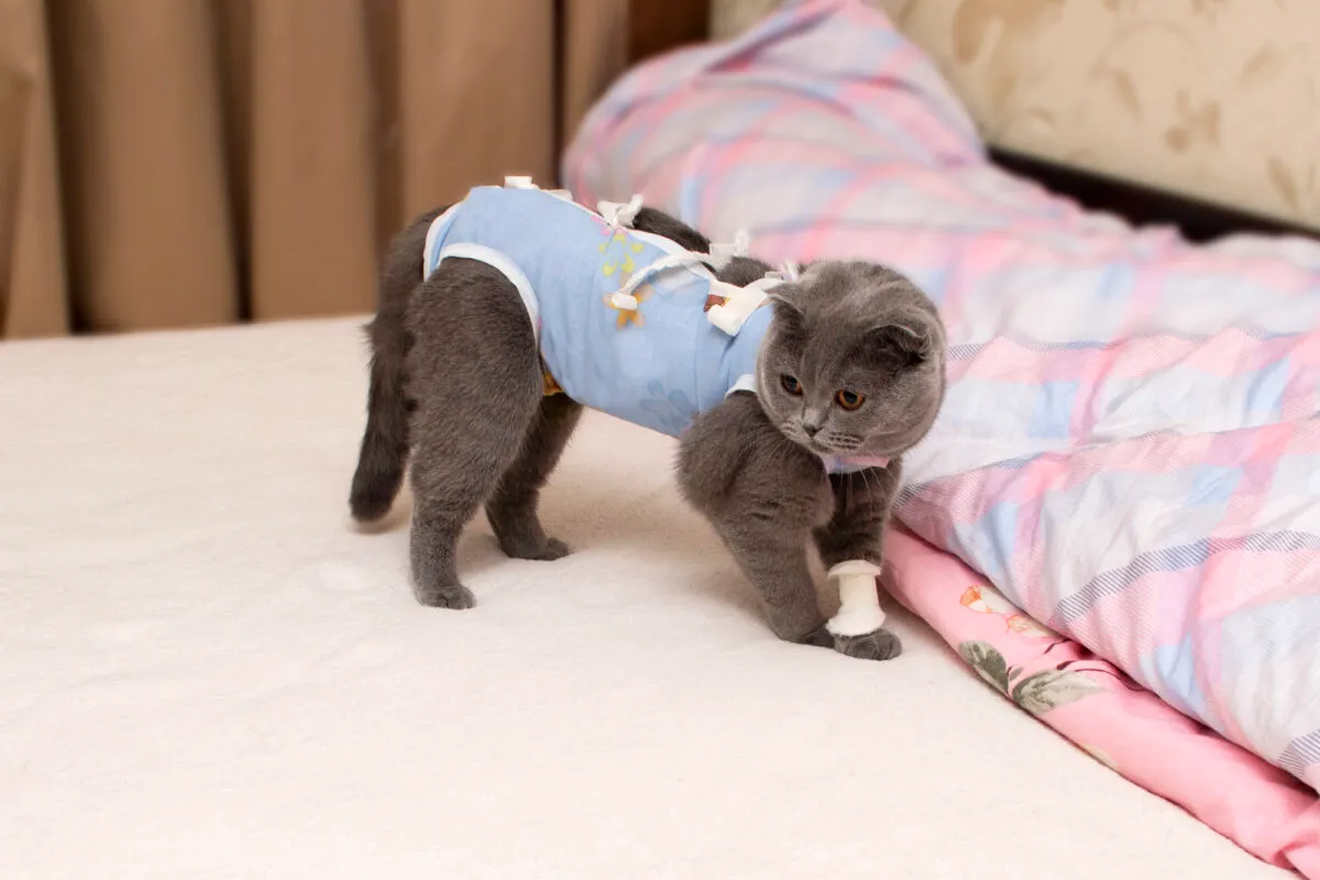 Kada sterilizirati ili kastrirati mačku?—Odgovori na vaša pitanja' title=