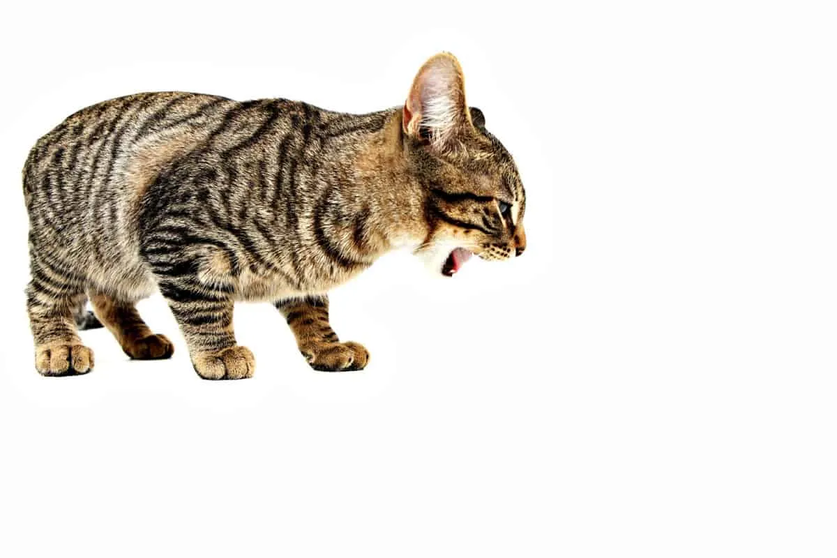 Kissasi heitetään? Kattava opas kissan oksenteluun