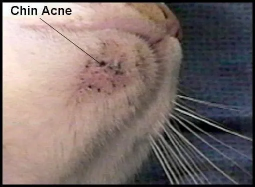 Acne felina [um guia de cuidados abrangentes]