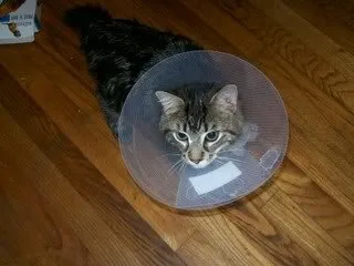 Kedi Konisi [Tam Kullanım Kılavuzu]' title=