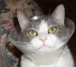 Kedi Konisi [Tam Kullanım Kılavuzu]' title=