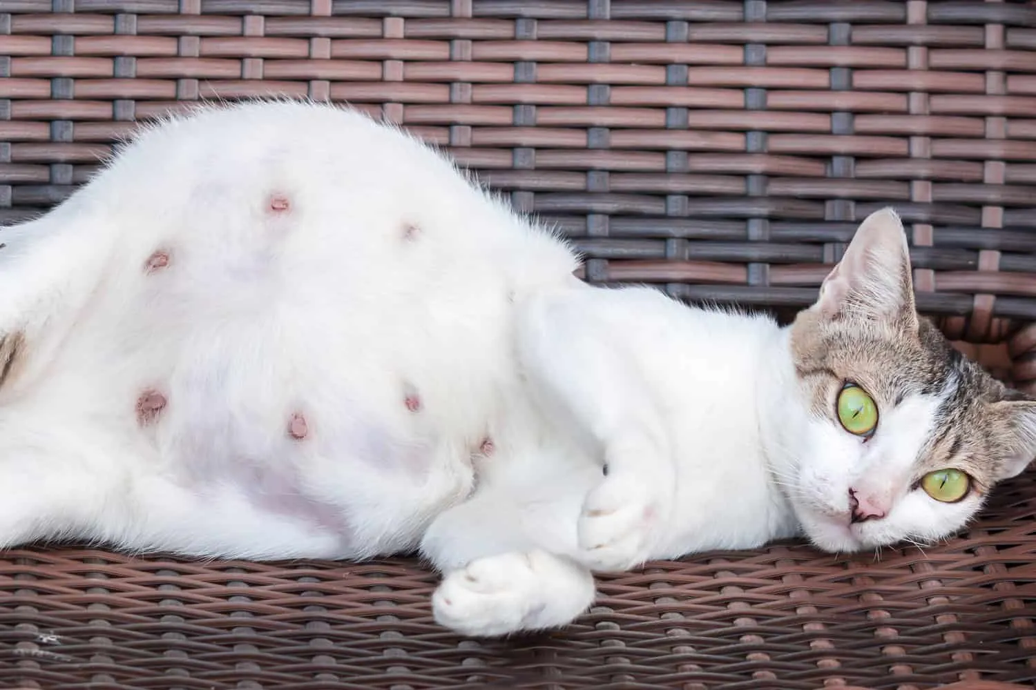 Chatte enceinte ? Que préparer pour la naissance