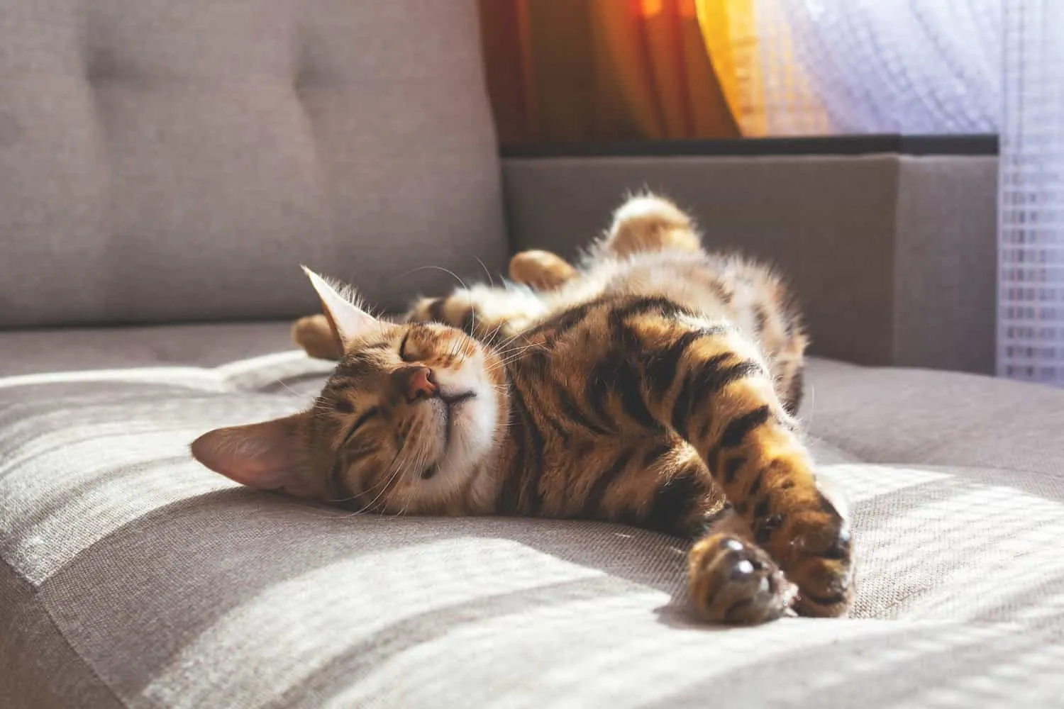 Gato bengalí tumbado en el sofá y sonriendo.' title=