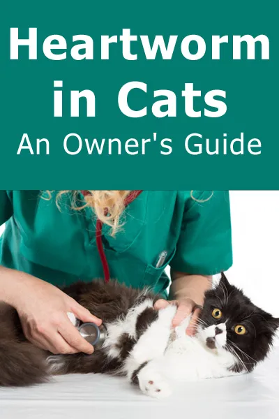 Gusano del corazón en gatos: una guía para el propietario