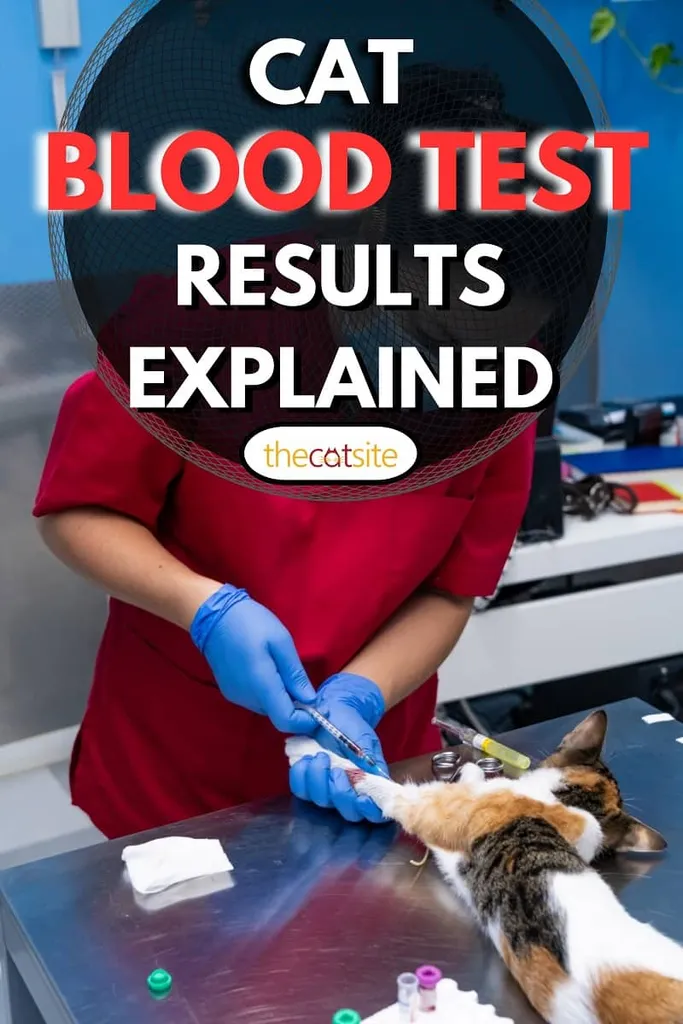 Állatorvos arcmaszkkal, amely vért vesz egy nyugtató macskából' title=